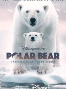 دانلود مستند Polar Bear 2022 خرس قطبی